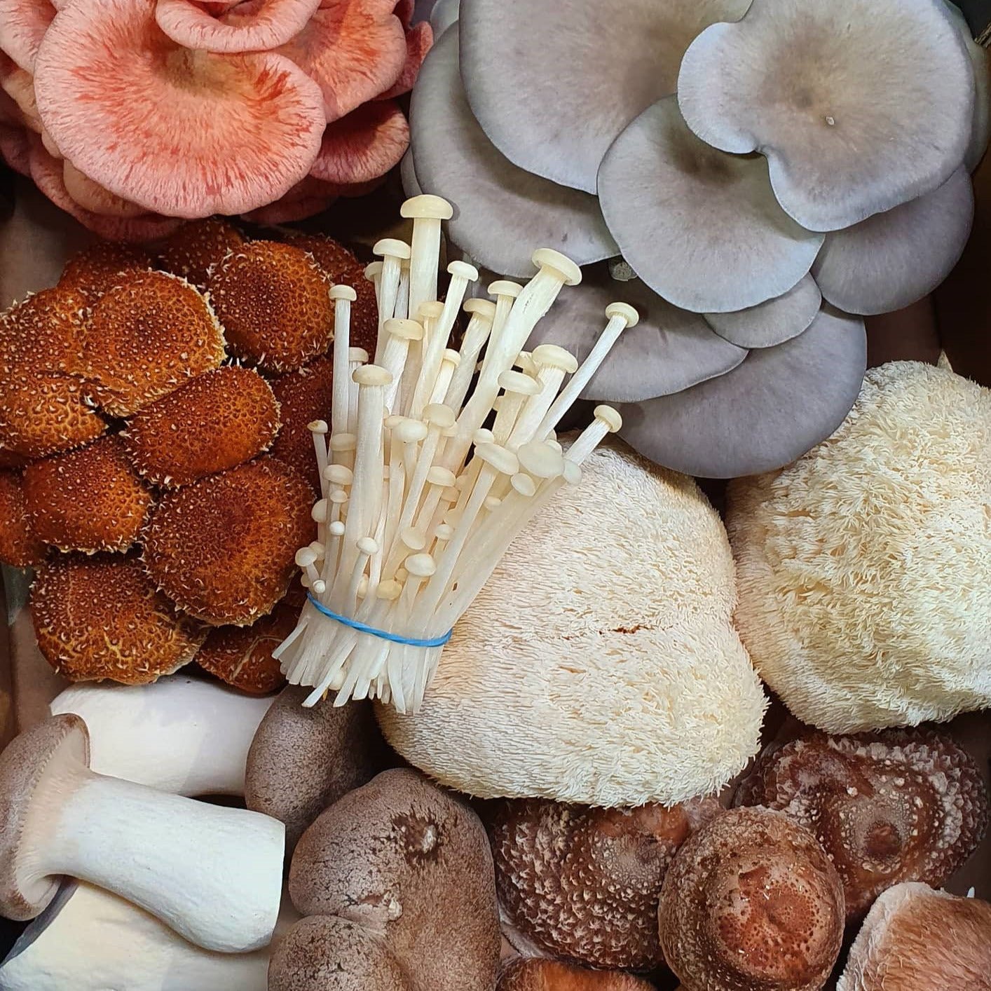 1kg Gourmet Mushroom Mix - The Mushroom Connection
