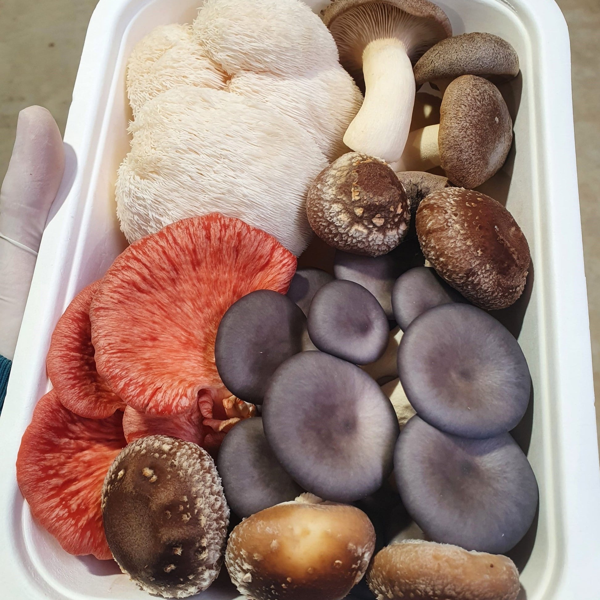 500g Gourmet Mushroom Mix - The Mushroom Connection