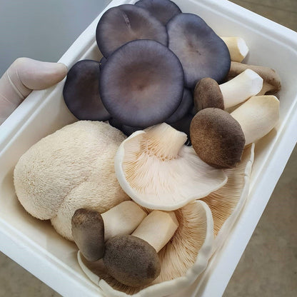500g Gourmet Mushroom Mix - The Mushroom Connection