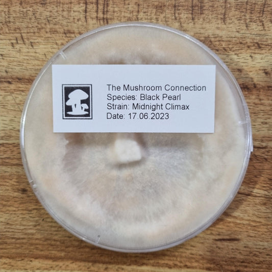 Black Pearl "Midnight Climax" - The Mushroom Connection