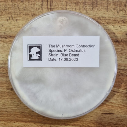 Blue Oyster "Blue Beast" - The Mushroom Connection