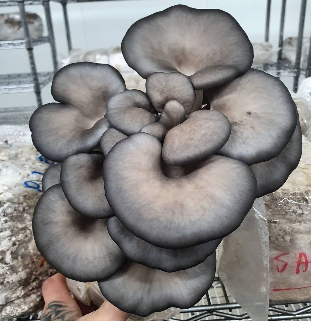 Blue Oyster "Blue Beast" - The Mushroom Connection