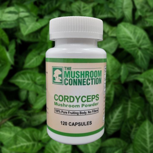 Cordyceps Mushroom Capsules - The Mushroom Connection