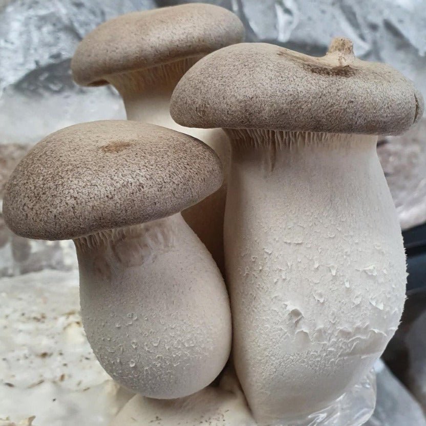 King Brown Mushrooms - The Mushroom Connection
