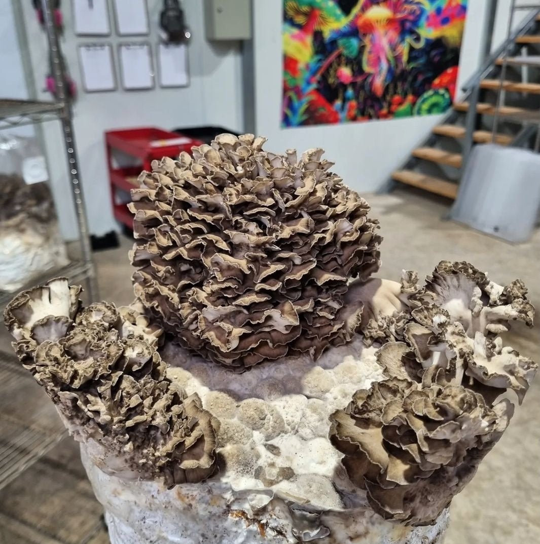 Maitake "TMCM08" - The Mushroom Connection