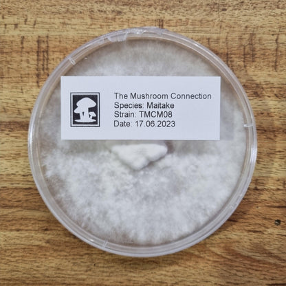 Maitake "TMCM08" - The Mushroom Connection