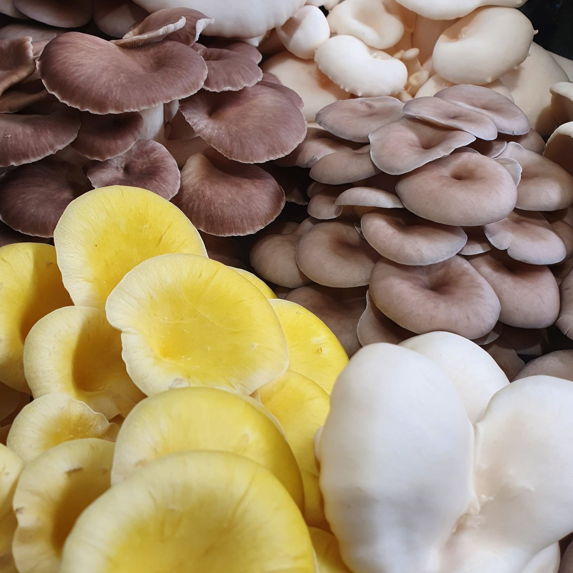 Oyster Mushrooms - The Mushroom Connection