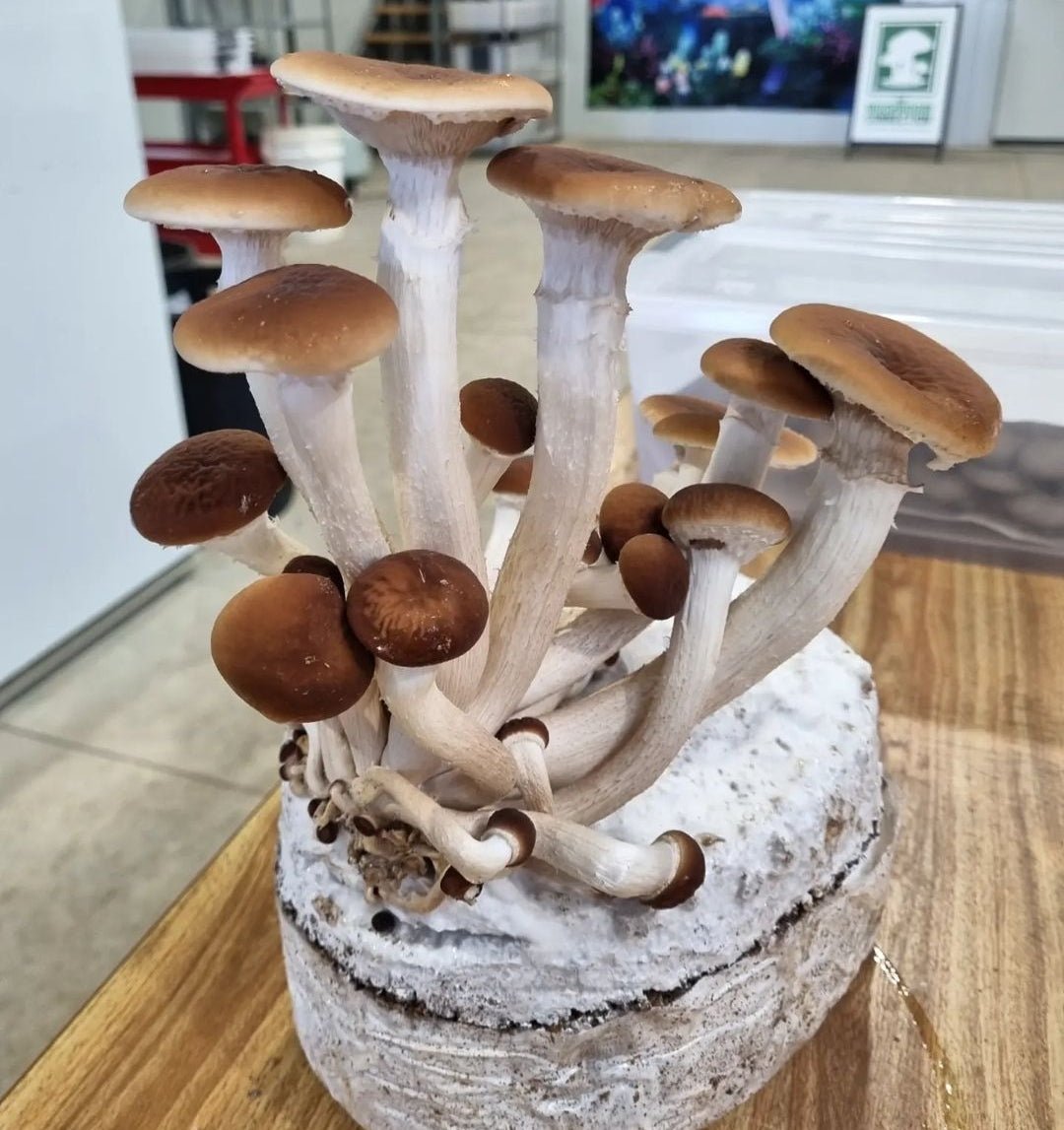 Pioppino "Saber" - The Mushroom Connection