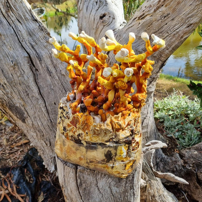 Reishi Mushroom Grow Kit - The Mushroom Connection