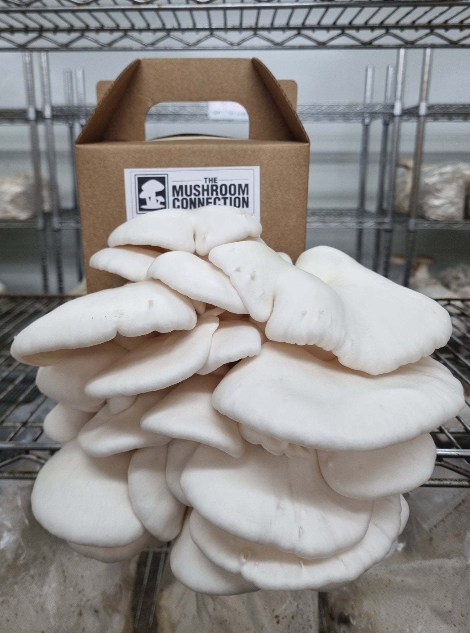 White Oyster Mushroom Grow Kit - The Mushroom Connection
