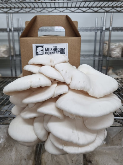 White Oyster Mushroom Grow Kit - The Mushroom Connection