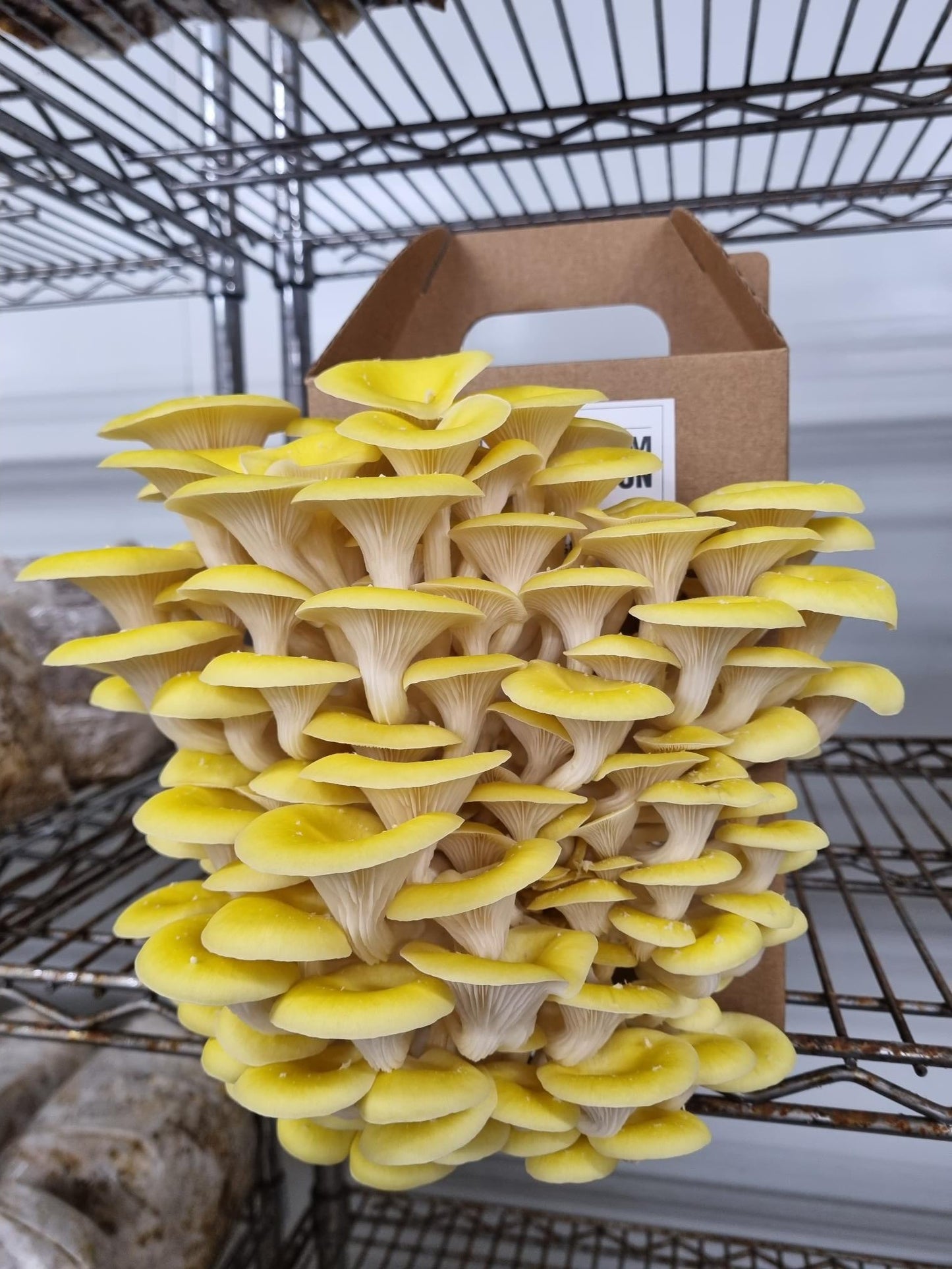Yellow Oyster Mushroom Grow Kit - The Mushroom Connection