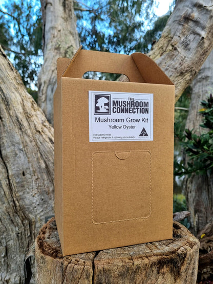 Yellow Oyster Mushroom Grow Kit - The Mushroom Connection
